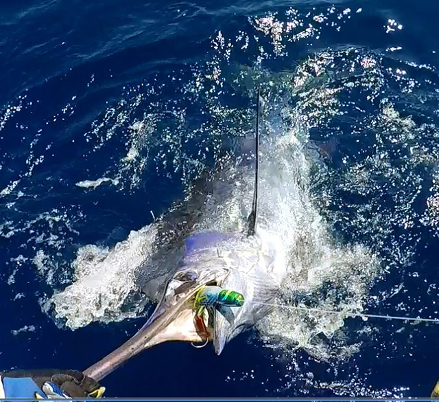 ANGLER: charter client SPECIES: Blue Marlin  WEIGHT: 180kg LURE: 13" JB Lures Big Dingo.